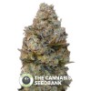 Chocolate Skunk Auto (00 Seeds) - The Cannabis Seedbank