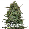 Cookies Kush Feminised Barney's Farm Seeds