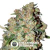 Critical (Advanced Seeds) - The Cannabis Seedbank