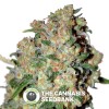 Critical (Advanced Seeds) - The Cannabis Seedbank