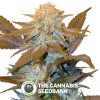 Critical Hog Auto (T.H. Seeds) - The Cannabis Seedbank