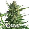 Critical Kush Feminised Barney's Farm Seeds