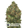 Critical Soma Auto (Advanced Seeds) - The Cannabis Seedbank