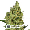 Delahaze - Feminised - Paradise Seeds