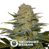 Amnesia CBD Feminised Dinafem Seeds