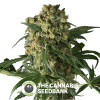 Big Kush Feminised (Dinafem Seeds) - The Cannabis Seedbank