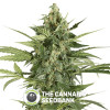 Blue Cheese Auto (Barney's Farm Seeds) - The Cannabis Seedbank