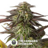 Blue Cheese Feminised (Dinafem Seeds) - The Cannabis Seedbank