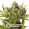 Blue Critical Auto (Dinafem Seeds) - The Cannabis Seedbank