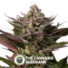 Blue Kush Feminised Dinafem Seeds - Characteristics