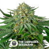 Bubba Kush CBD Feminised Dinafem Seeds