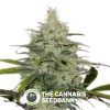 Cheese CBD Feminised Dinafem Seeds