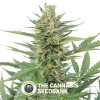 Cheese XXL Auto Feminised Dinafem Seeds