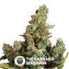 Cheese Feminised  Dinafem Seeds