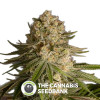 Critical Kush Feminised Dinafem Seeds