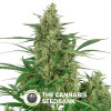 Critical + 2.0 Autoflowering Feminised Dinafem Seeds