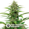 Critical + Automatic Feminised Dinafem Seeds