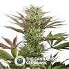 Deep Cheese Feminised Dinafem Seeds