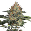 Dinachem Feminised Dinafem Seeds