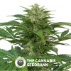 Haze Autoflowering CBD Feminised Dinafem Seeds