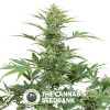 Industrial Plant Autoflowering CBD Feminised Dinafem Seeds