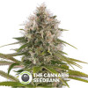 Industrial Plant Feminised Dinafem Seeds