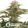 Kush-N-Cheese Feminised Dinafem Seeds