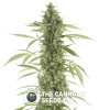 Moby Dick XXL Autoflowering Feminised Dinafem Seeds