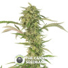 OG Kush AUTO CBD Feminised Dinafem Seeds