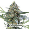 OG Kush CBD Feminised Dinafem Seeds