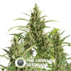 Original Amnesia Auto (Dinafem Seeds) - The Cannabis Seedbank