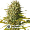 Original Amnesia Feminised Dinafem Seeds