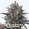 Purple Orange CBD Feminised Dinafem Seeds