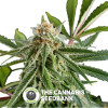 Roadrunner Autoflowering Feminised Dinafem Seeds