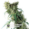 Super Silver Feminised Dinafem Seeds - Characteristics