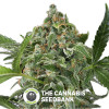 White Cheese Automatic Feminised Dinafem Seeds