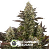 White Widow Automatic Feminised Dinafem Seeds