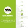 El Fuego AUTO (DNA Genetics) - The Cannabis Seedbank