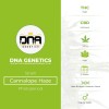Cannalope Haze Regular (DNA Genetics) - The Cannabis Seedbank