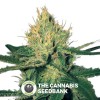 Cannalope Haze (DNA Genetics) - The Cannabis Seedbank