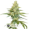 Cannalope Kush (DNA Genetics) - The Cannabis Seedbank