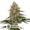 Chocolope Kush seeds (DNA Genetics) - The Cannabis Seedbank