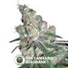 Chocolope (DNA Genetics) - The Cannabis Seedbank