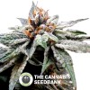 DJ's Gold (DNA Genetics) - The Cannabis Seedbank