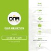 Exodus Kush (DNA Genetics) - The Cannabis Seedbank