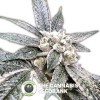 Golden Berry (DNA Genetics) - The Cannabis Seedbank