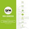 Golden Lemons (DNA Genetics) - The Cannabis Seedbank