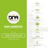 Holy Grail Kush (DNA Genetics) - The Cannabis Seedbank