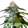 Holy Grail Kush (DNA Genetics) - The Cannabis Seedbank