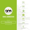 Kushberry seeds (DNA Genetics) - The Cannabis Seedbank